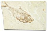 Detailed Fossil Fish (Diplomystus) - Wyoming #346058-1